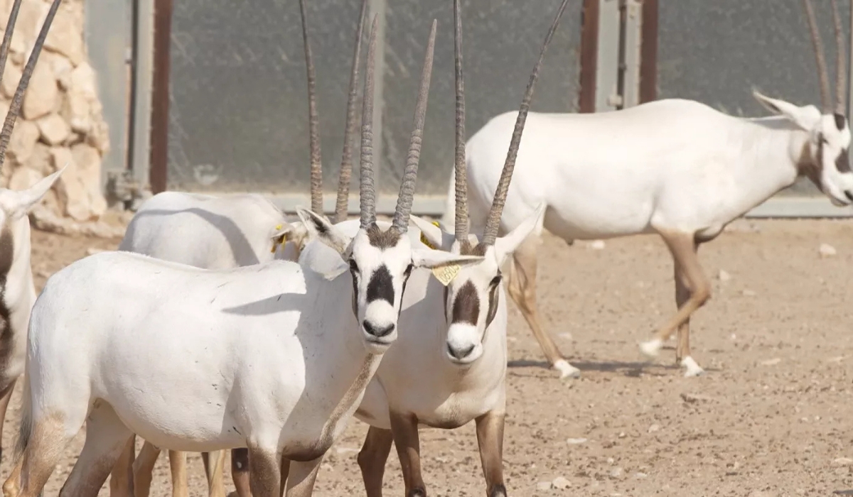 Qatar Safeguards Approximately 3,000 Specimens of Nine Endangered Wildlife Species